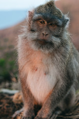Monkey portrait macaque sunrise Batur point Bali Indonesia
