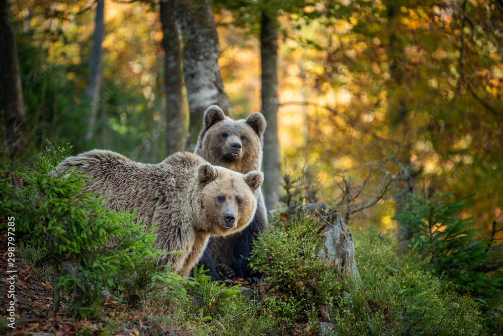 Wall mural brown bear in autumn forest