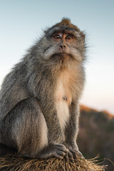 Monkey portrait macaque sunrise Batur point Bali Indonesia