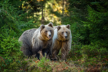 Brown bear in autumn forest