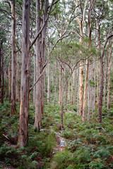 Woman walking through incredible tall trees on a thin dirt path off the beaten track at Borunyup Forrest, Western Australia.