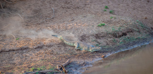 Large crocodile racing down a dry river bank towards the safety of the water image in horizontal format with copy space