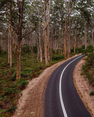 Tar road winding through amazing tall trees, almost as if in the middle of nowhere at Borunyup forrest, Western Australia.