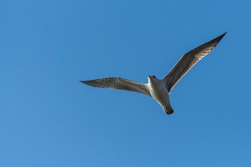 A Gull Flying Towards the Sun on a Warm Autumn Day
