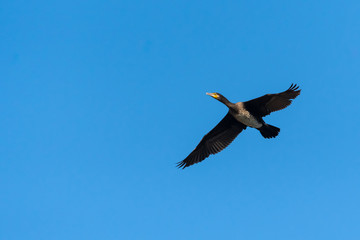 A Cormorant Flying above the Lake on a Sunny Autumn Day