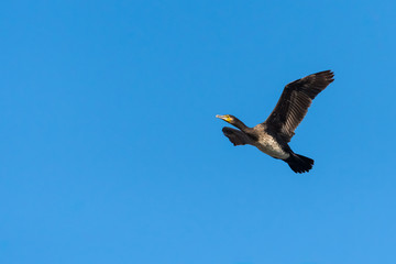 A Beautiful Cormorant Enjoying Freedom on a Warm Sunny Day