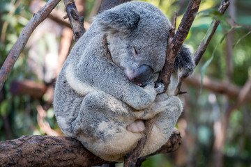Sleepy bear in a gum tree 