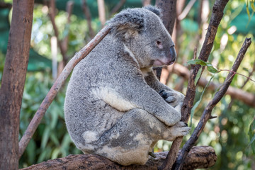 Koala bear in a gum tree 
