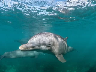 Schilderijen op glas Beautiful shot of a Common bottlenose dolphin living his best life under the sea © Kadu Pinheiro/Wirestock