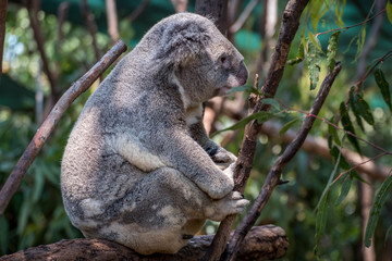 Koala looking around at his surroundings 