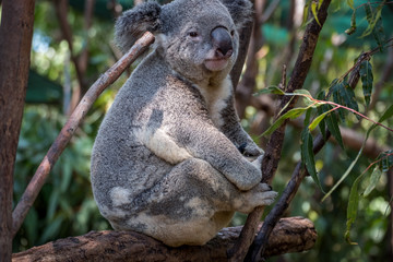 Koala sitting in a gum tree 