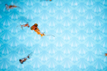 金魚