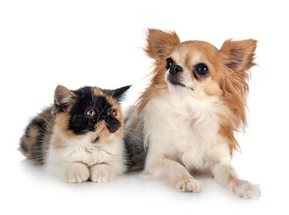 exotic shorthair and chihuahua