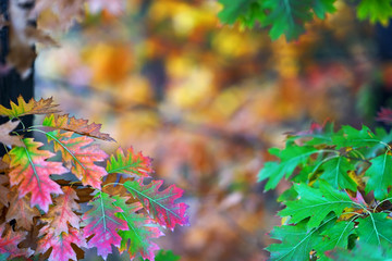 branches of autumn trees on a blurred bokeh background