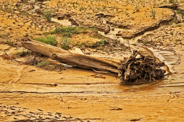Fragment of dried tree and blurred trunk of fallen dried tree without leaves and bark on bank of dead river.
