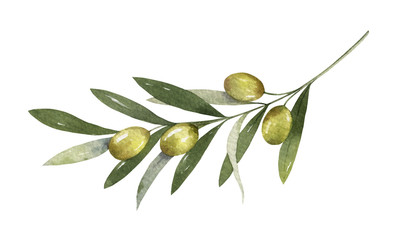 Watercolor vector olive branch with leaves and fruits.