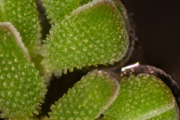 Study of Mosquito fern(genus Azolla) is species of aquatic ferns under the microscope.