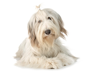 bearded collie in studio