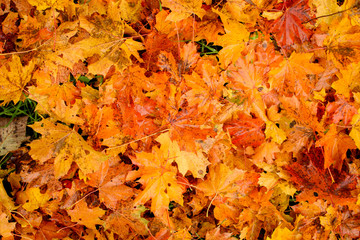 Naklejka na ściany i meble Background from autumn maple leaves. Autumn concept.