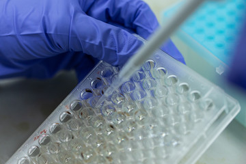 Study of fish blood composition with 96 wells microplate for laboratory testing.