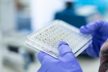 Study of fish blood composition with 96 wells microplate for laboratory testing.
