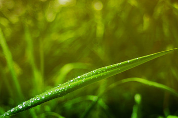 Abstract background of white bokeh on a green background