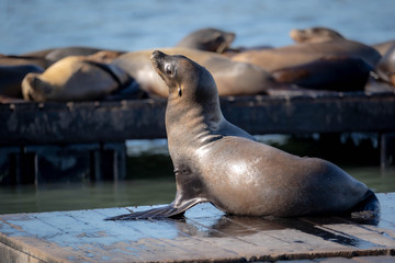 Naklejka premium sea lions in pier 39