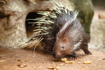 Portrait of cute porcupine. The Malayan porcupine or Himalayan porcupine (Hystrix brachyura) is a species of rodent in the family Hystricidae.