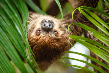 Portrait of a sloth in the wild