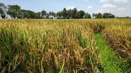 Rice paddy field in harverting season