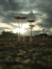 Mushroom photography