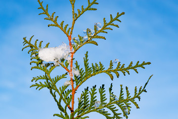 Green branches of evergreen tree thuja Chinese or Eastern Platycladus orientalis with pieces of snow and ice in winter, close-up, selective focus