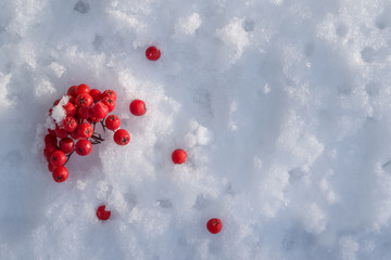 Red frozen rowan berries on white snow, beautiful natural and christmas background, copy space