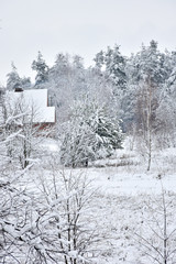 Beautiful winter landscape, white, cold wet snow enveloping the forest.