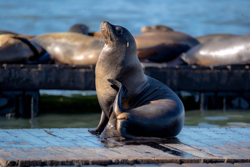 Fototapeta premium Zalophus californianus Californian sea lions