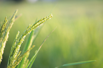 Green rice paddy field macro
