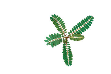 Top of the tree is starting on a white background,with clipping path