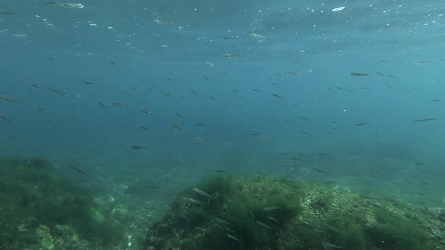A large school of fish sand smelt or silverside swim over reef on shallow water. 
