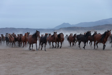herd of horses in the countryside