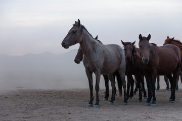 Obraz na płótnie Canvas herd of horses in the countryside
