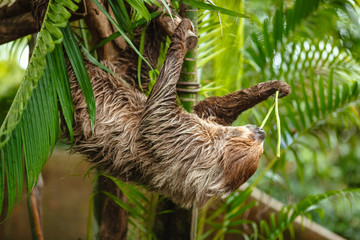 Obraz premium Portrait of a sloth in the wild