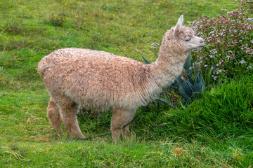 Fototapeta premium Cute alpaca is walking in the park in Cusco (Peru)