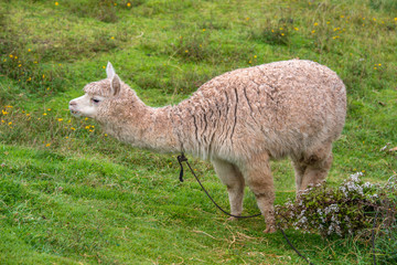Cute alpaca is walking in the park in Cusco (Peru)