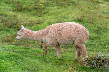 Naklejka na ściany i meble Cute alpaca is walking in the park in Cusco (Peru)