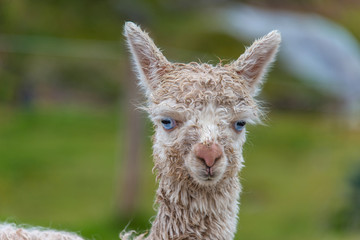 Fototapeta premium Cute baby alpaca in Cusco (Peru)