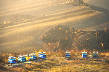 bee hives landscape background hills apiculture golden sunset light copyspace