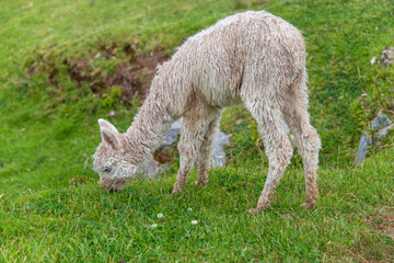 Cute baby alpaca in Cusco (Peru)