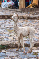 Cute baby alpaca in Cusco (Peru)