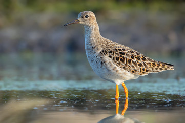 Adult female Ruff stands in colorful water of small river in spring