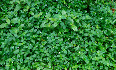 Fresh Green leaves texture for nature background and design,foliage nature background
